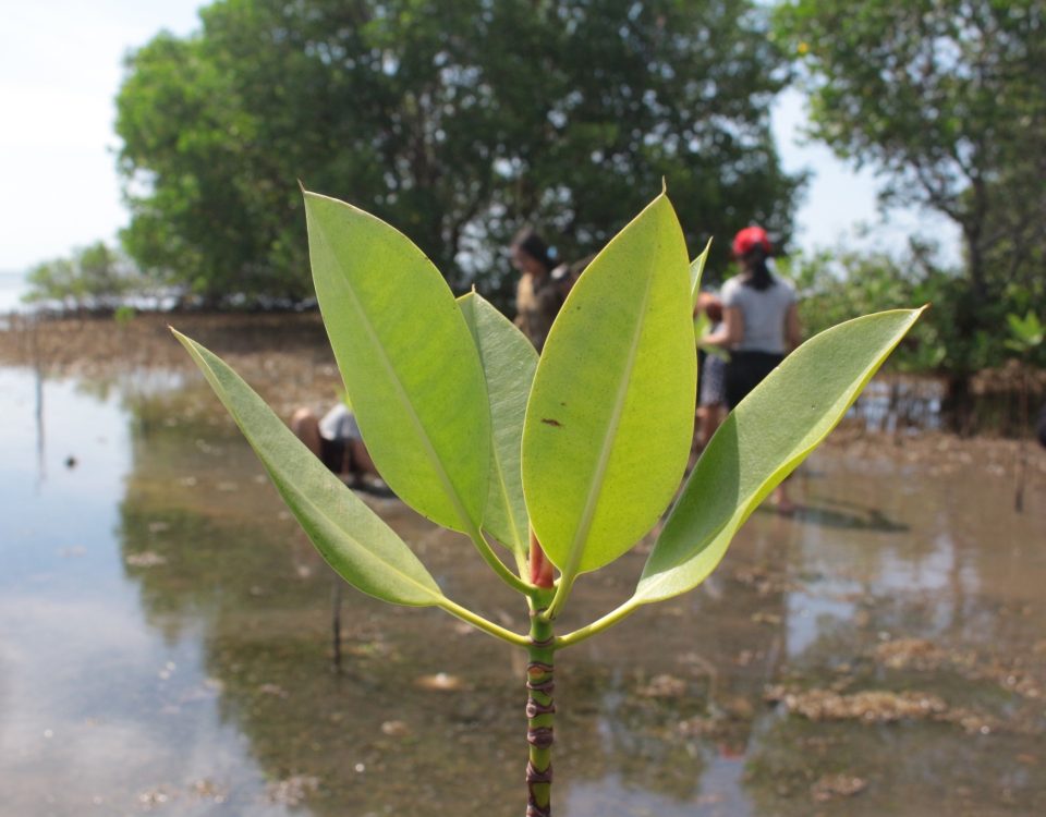 Mangrove Plantation 2018